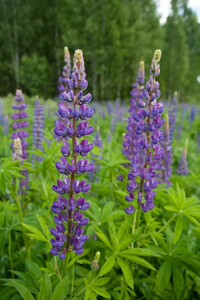 Stock image Lupine flower in a meadow close