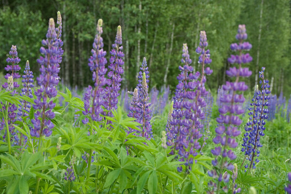 Lupine flower in a meadow close