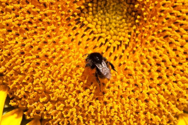Bumblebee on sunflower collects nectar — Stock Photo, Image