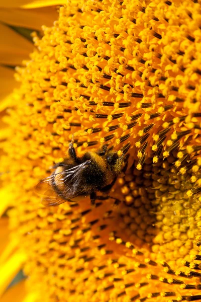 Bumblebee on sunflower collects nectar — Stock Photo, Image
