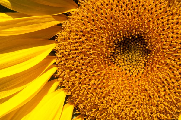 Sunflower closeup, petals, and the core — Stock Photo, Image