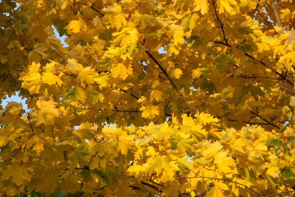黄色枫叶 — 图库照片