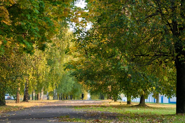 Sonbaharda parkta ağaçlar — Stok fotoğraf