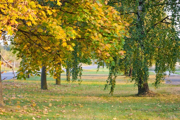 Drzewa w parku jesienią — Zdjęcie stockowe