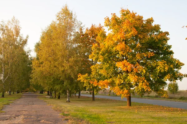 Drzewa w parku jesienią — Zdjęcie stockowe