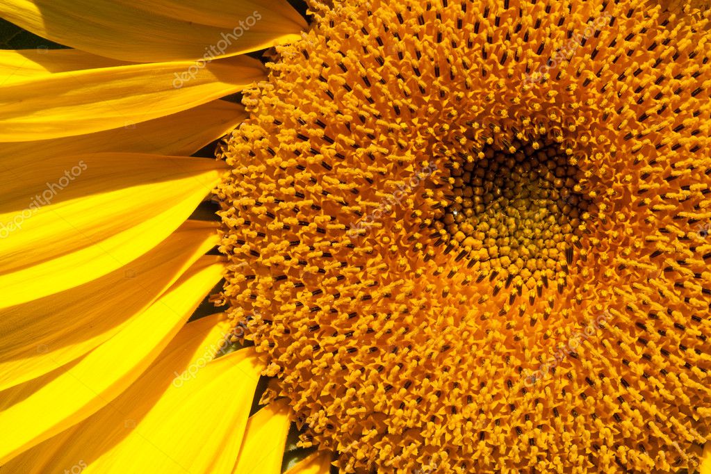 Primer plano del girasol, pétalos y el núcleo: fotografía de stock © scadi  #7246414 | Depositphotos