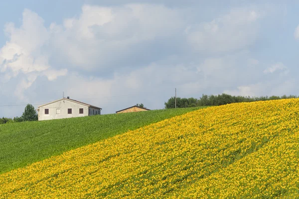 Marches (Italy) - Landscape at summer, farm — Stock Photo, Image