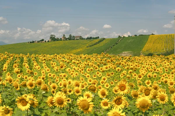 Πορείες (Ιταλία) - τοπίο το καλοκαίρι με ηλιοτρόπια, αγρόκτημα Φωτογραφία Αρχείου