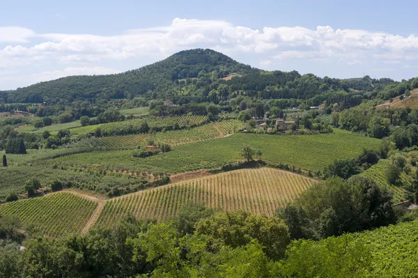 Landscape with vineyards at summer near Montepulciano (Siena, Tu — Stock Photo, Image