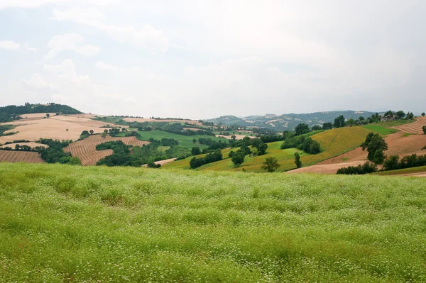 Marche (Italia) - Paesaggio estivo — Foto Stock