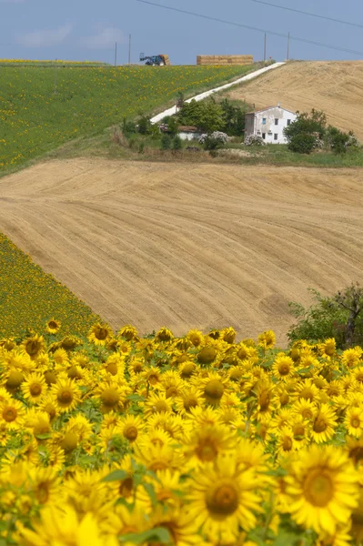 Yürüyüşleri (İtalya) - manzara ile ayçiçeği, yaz at çiftliği — Stok fotoğraf