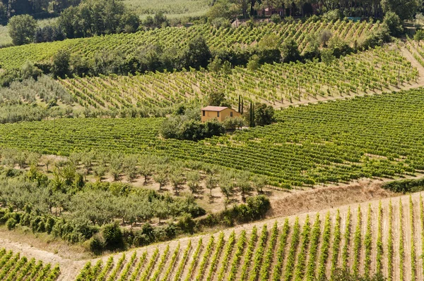 Paisagem com vinhas no verão perto de Montepulciano (Siena, Tu — Fotografia de Stock