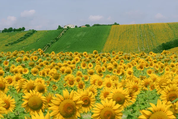 Marches (Italy) - Landscape at summer with sunflowers, farm — Stock Photo, Image