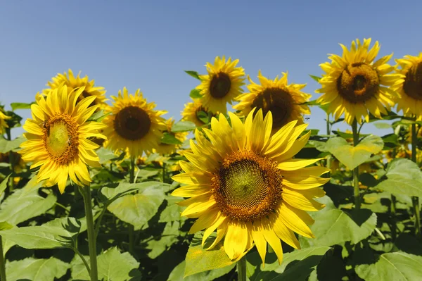 Solrosfält i Toscana — Stockfoto