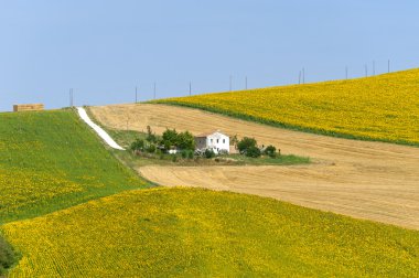 yürüyüşleri (İtalya) - manzara ile ayçiçeği, yaz at çiftliği
