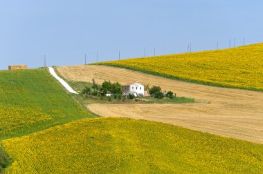 Marches (Italy) - Landscape at summer with sunflowers, farm clipart