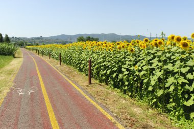 Lane for bicycles and sunflowers in Tuscany clipart