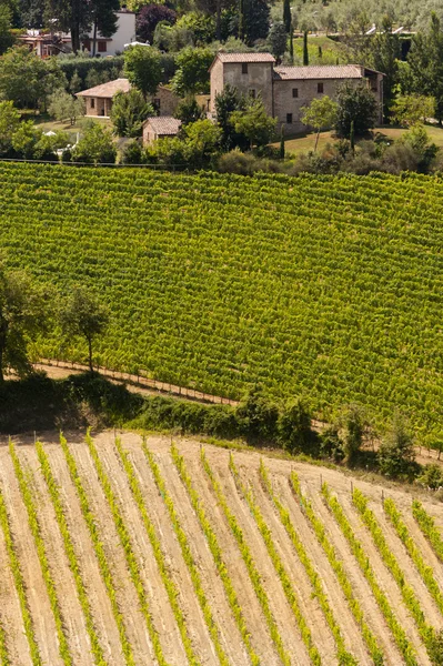 Landschap met wijngaarden in de zomer in de buurt van montepulciano (siena, tu — Stockfoto
