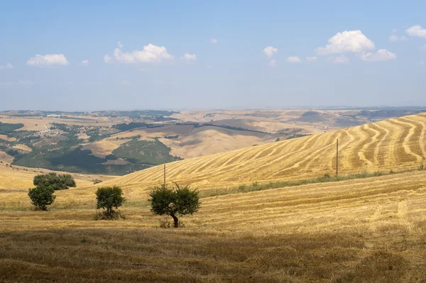 Landskap i Basilicata (Italien) nära Acerenza på sommaren — Stockfoto