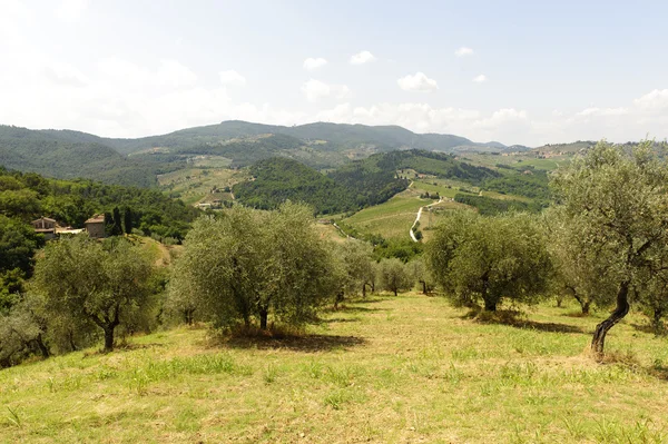Пагорби в Тоскані поблизу Artimino — стокове фото