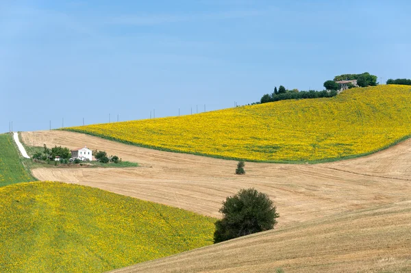 Indulók (Olaszország) - táj, napraforgók, a nyári mezőgazdasági — Stock Fotó