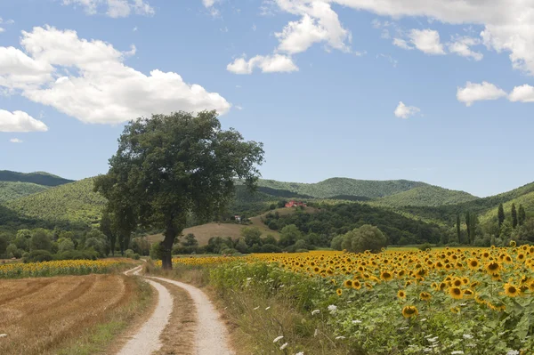 Landscape between Lazio and Umbria (Italy) at summer with sunflo — Stock Photo, Image