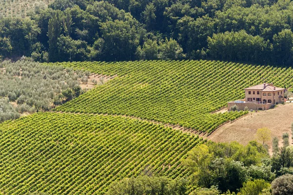 Пейзаж с виноградниками летом возле Монтепульчано (Сиена, Ту — стоковое фото