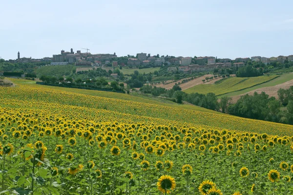 Panorama of Filottrano(Ancona, Marches, Italy) and sunflowers' f — Stock Photo, Image