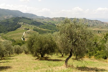 artimino yakınındaki Toskana Hills