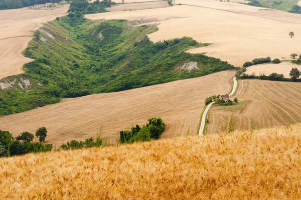 stock image Marches (Italy) - Landscape at summer