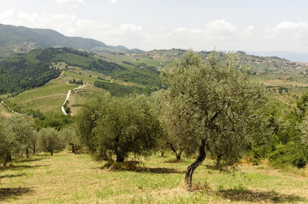 Colinas en Toscana cerca de Artimino — Foto de Stock