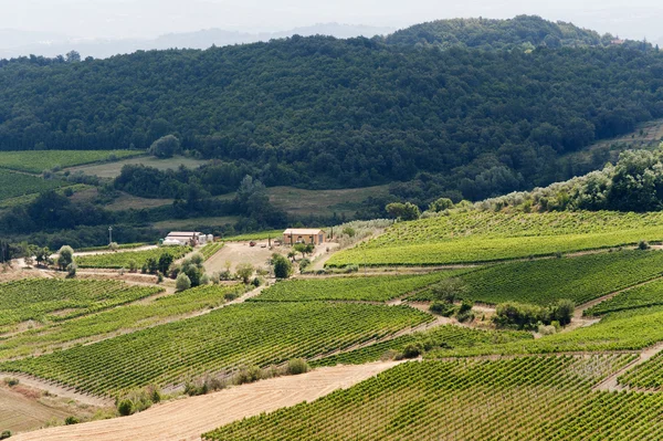 Краєвид з виноградниками на влітку біля Монтепунчіано (Сієни, ту — стокове фото