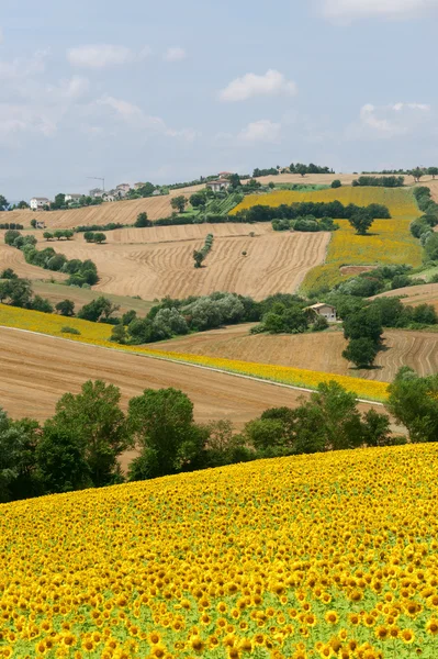 Marsen (Italië), landschap aan zomer met zonnebloemen in de buurt van filott — Stockfoto