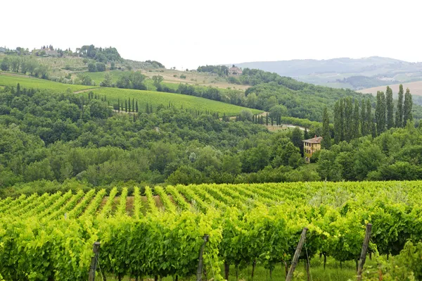 (Toscana Chianti szőlőültetvényeire) — Stock Fotó
