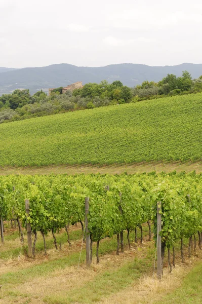 Winnice Chianti (Toskania) — Zdjęcie stockowe