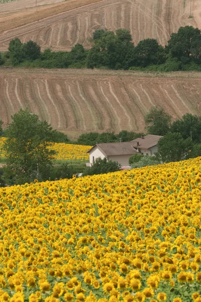Marches (Italy), Landscape at summer with sunflowers near Filott — Stock Photo, Image