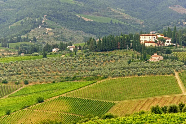 Weinberge des Chianti (Toskana)) — Stockfoto