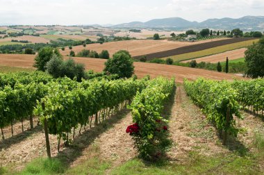 yürüyüşleri (İtalya), peyzaj, üzüm bağları ile yaz