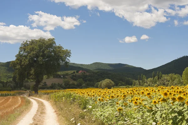 Landschap tussen Lazio en Umbria (Italië) op zomer met sunflo — Stockfoto