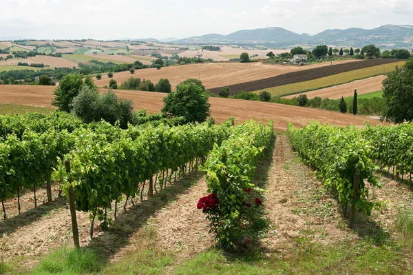 Marche (Włochy), krajobraz na lato z winnic — Zdjęcie stockowe