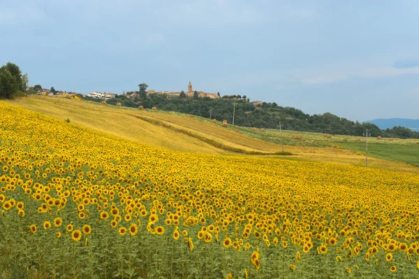 Marches (Italy) - Landscape at summer with sunflowers — Stock Photo, Image