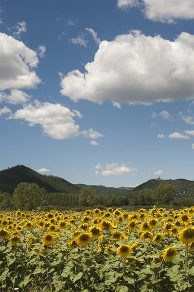 Landschaft zwischen Latium und Umbrien (Italien) im Sommer mit Sonnenblumen — Stockfoto