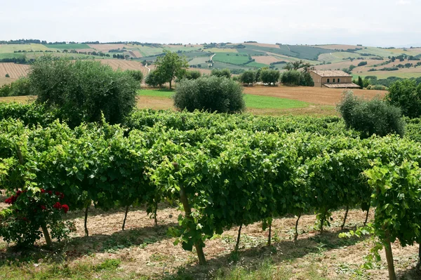 Marchas (Itália), Paisagem no verão com vinhas — Fotografia de Stock
