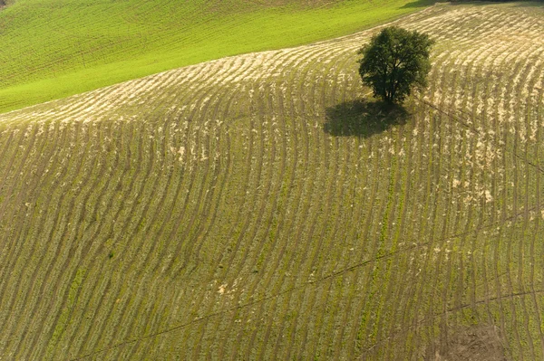 Paesaggio in Emilia-Romagna (Italia) d'estate, albero solitario — Foto Stock