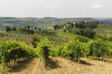 Chianti (Toskonya Bağlar)