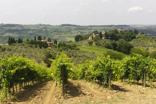 VIneyards of Chianti (Tuscany) — Stock Photo, Image