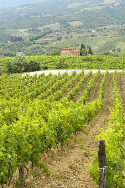 Wijngaarden van Chianti (Toscane) — Stockfoto
