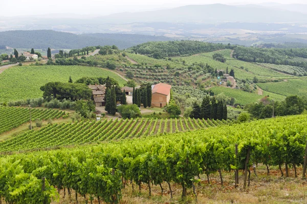 Winnice Chianti (Toskania) — Zdjęcie stockowe