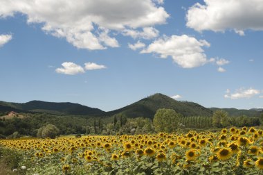 Yaz sunflo ile Lazio ve Umbria (İtalya) arasında peyzaj