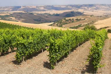 Manzaraya Basilicata (İtalya) Forenza yakınındaki yaz: bağ